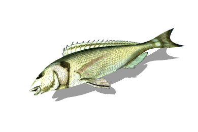 fish.gif