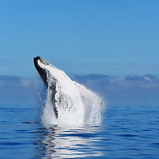 Humpback whales during the season in Madagascar.