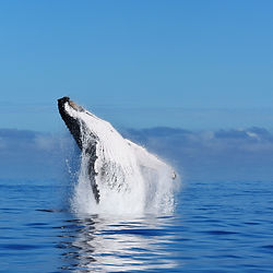 Humpback whales during the season in Madagascar.