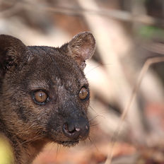 Fossa, Madagascar biggest predator.