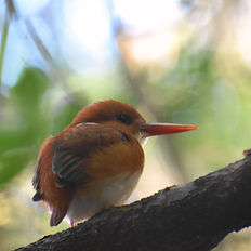 Pigmy Kingfisher