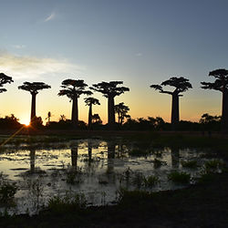 We end the trip with a sunset to Alley of Baobabs
