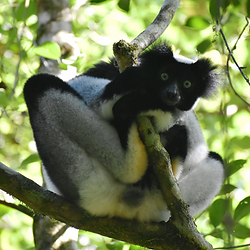 Indri, the largest lemurs' species !