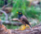 Mynah