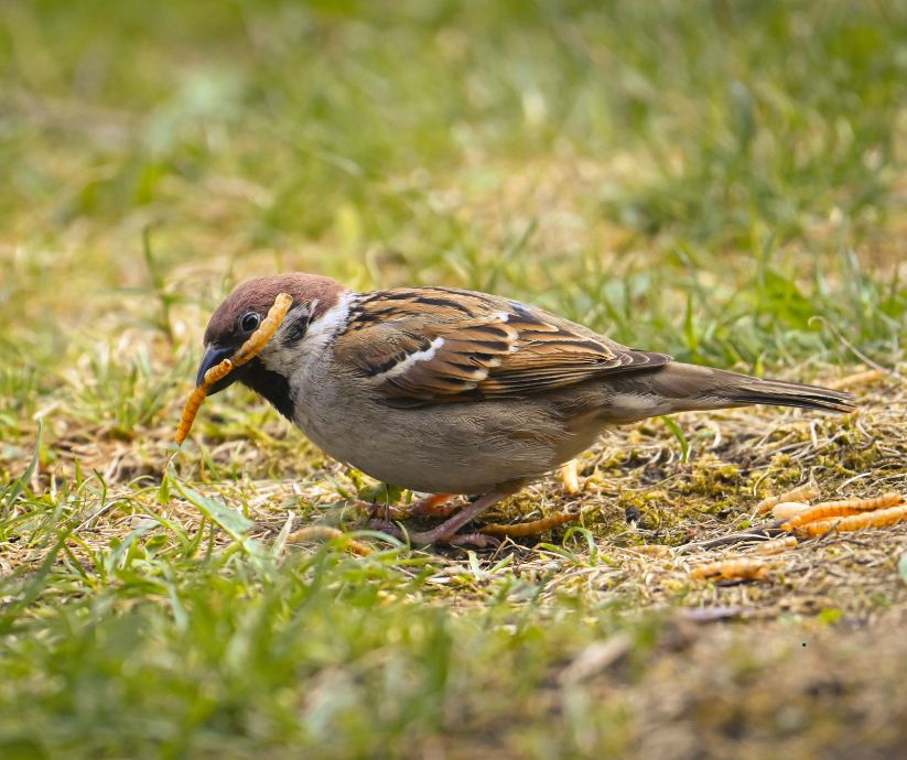 Dried mealworms feeding to baby sparrow
