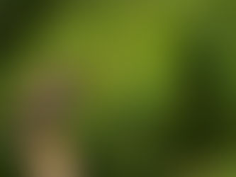 Mynah Bird Ke Liye Perfect Cage Setup Kaise Karein?