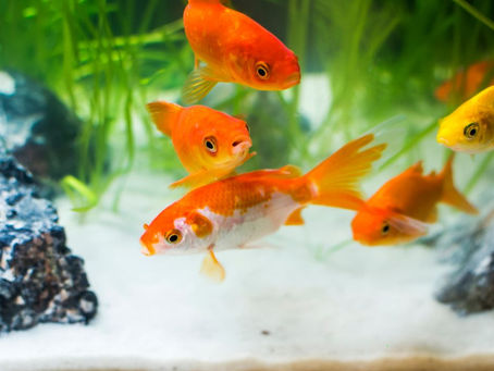 Healthy Aur Happy Goldfish Ke Liye Essential Care Tips