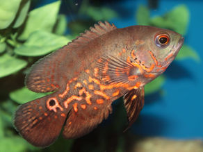 Oscar Fish Ke Common Health Issues Aur Unka Solution