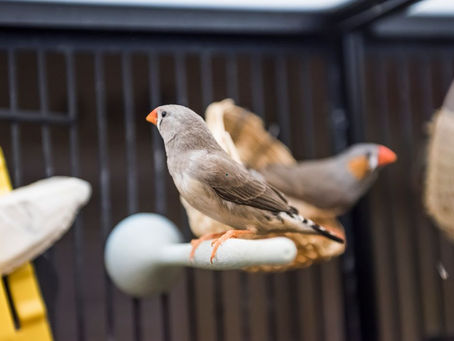 Finches Ke Liye Ideal Habitat Kaise Set Up Karein?