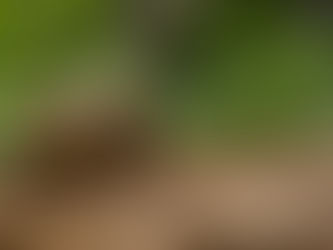 Apne Star Tortoise Ke Liye Ek Cosy Aur Natural Habitat Kaise Banayein?