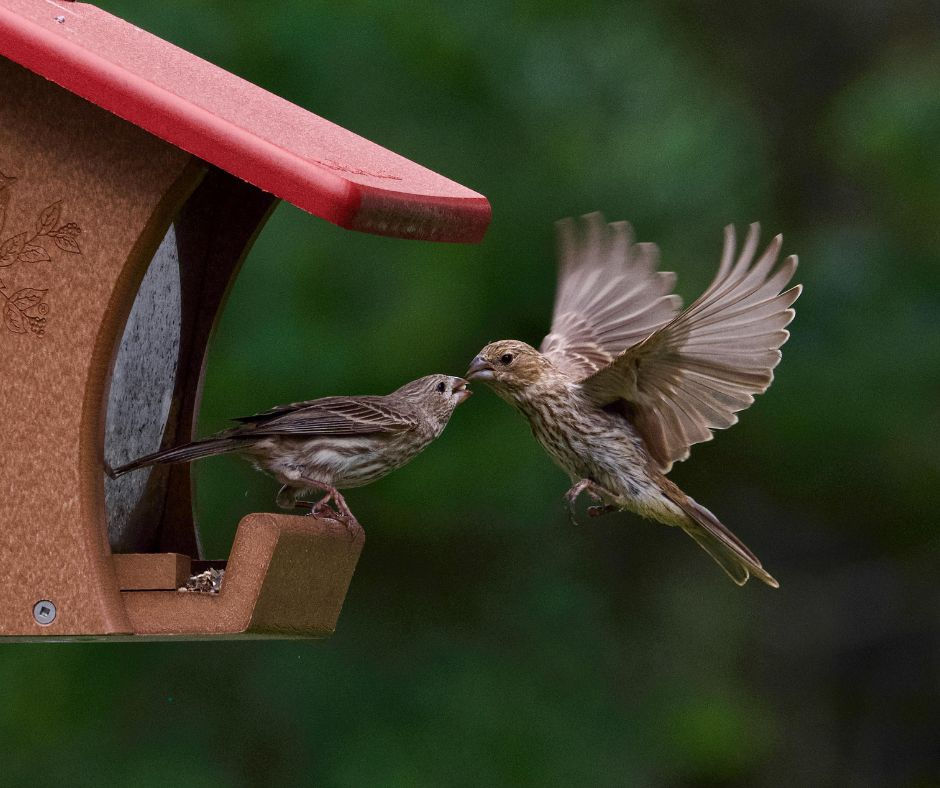 Wooden sparrow nest box balcony ke quiet corner mein fixed.