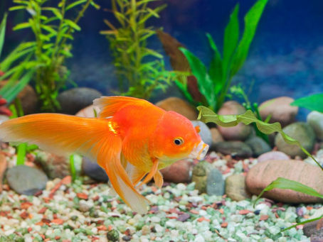 Goldfish Ki Healthy Growth Ke Liye Sahi Tank Setup Kaise Karein?