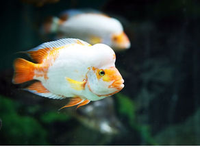 Preventing and Treating Health Issues in Flowerhorn Fish