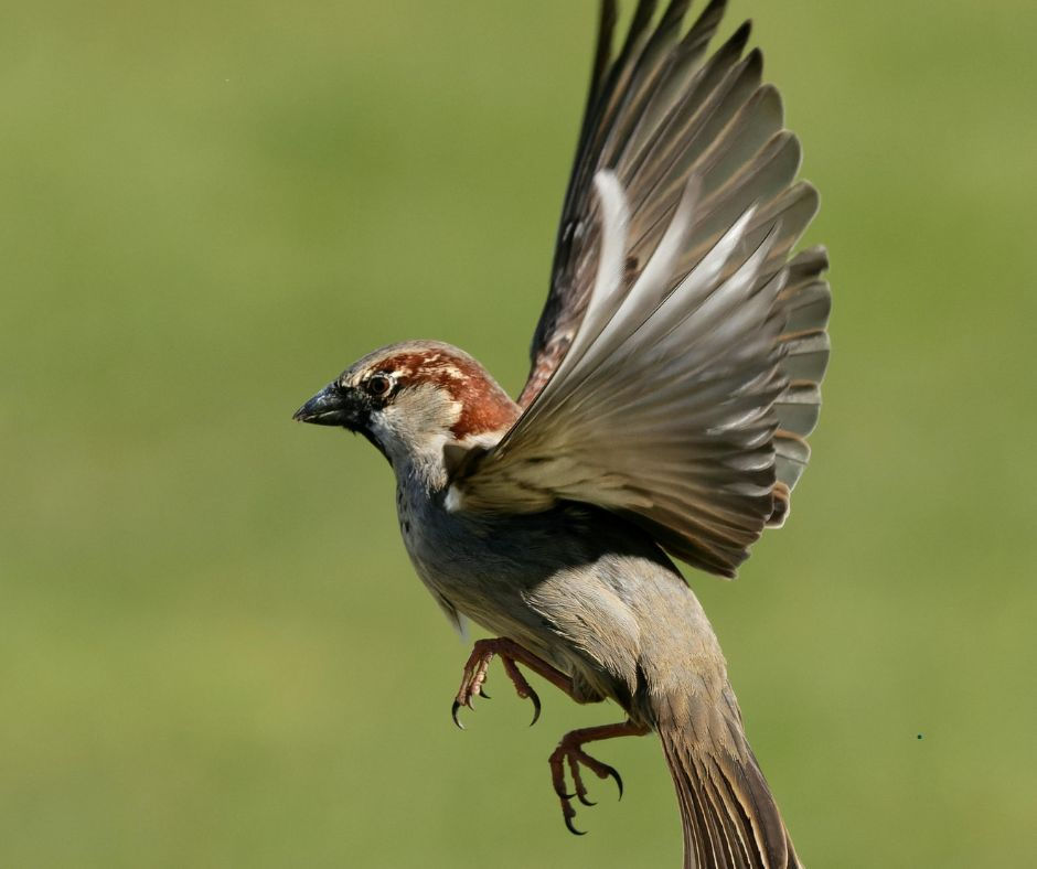 young sparrow practicing flight safely