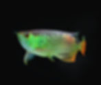 Arowana Fish