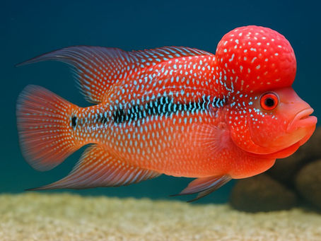 Colorful Flowerhorn fish with big kok head swimming in aquarium