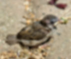 Baby Sparrow