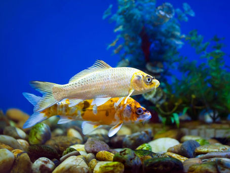 Best Foods for Koi Fish: What to Feed and What to Avoid