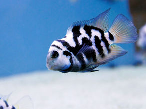 How To Care Polar Parrot Fish?