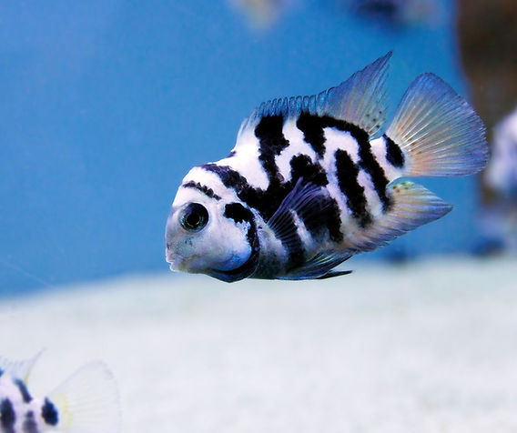 How To Care Polar Parrot Fish? How To Care Polar Parrot Fish?