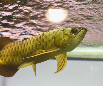 Arowana Fish