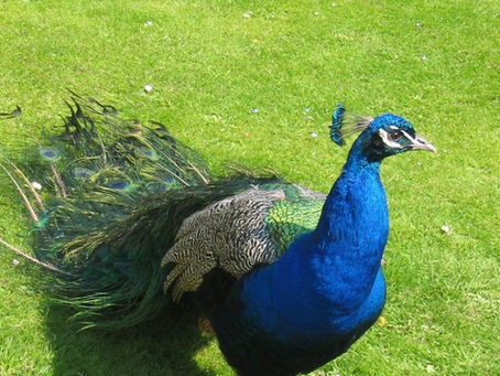 What to Feed Peacocks? Essential Nutrition Tips for Strong and Beautiful Birds