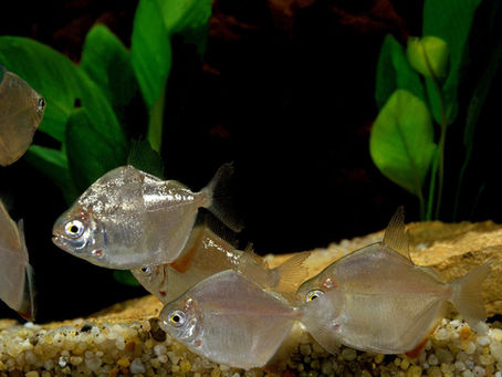 Silver Dollar Fish ke liye Perfect Tank Setup Kaise Karein?