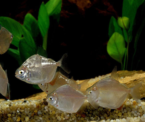 How to Set Up the Perfect Tank for Silver Dollar Fish? How to Set Up the Perfect Tank for Silver Dollar Fish?