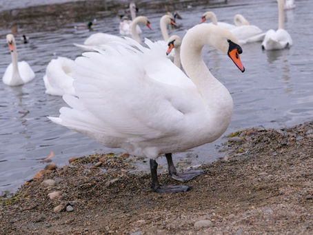 Swans Ke Liye Perfect Habitat Setup Kaise Karein?