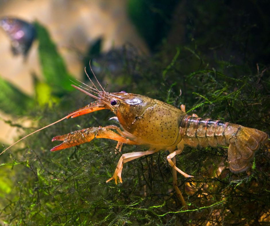 Crayfish