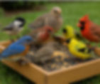 Variety of wild birds eating from a backyard feeder filled with healthy foods.
