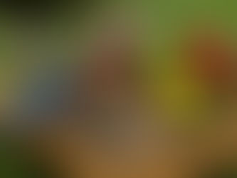 आँगन के पक्षियों को क्या और कैसे खिलाएँ? उनके पसंदीदा 7 आहार