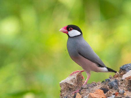 Java Finches Kahan Rehte Hain? Inka Natural Aur Captive Habitat