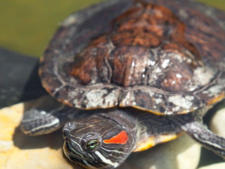 Red-eared slider turtle ki care aur ideal housing tips ke liye best guide