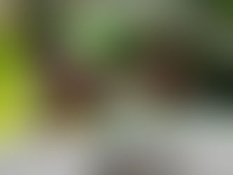 Mynah Bird Ke Liye Best Diet Kya Hai?