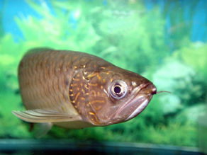 Arowana Fish Ke Liye Ideal Diet Live Food: Benefits Aur Feeding Stages