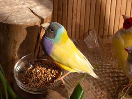 Finch Ki Health Ke Liye Sahi Diet Kaise De?