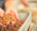 Live Mealworms