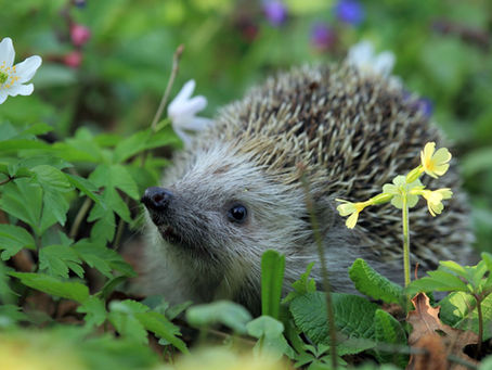 Hedgehog Ke Liye Proper Diet Plan: Kya Khana Chahiye?