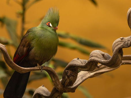 Turacos Kya Khate Hain? Healthy aur Happy Birds ke Liye Best Diet Tips