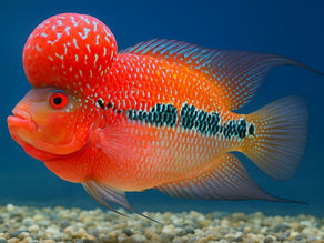Flowerhorn fish in aquarium with bright colors and head hump