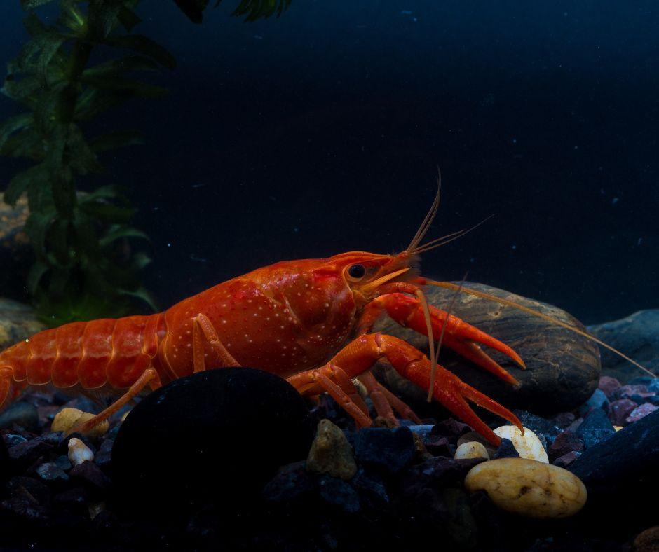 Crayfish tank contain smooth substrate