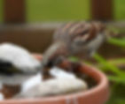 Sparrow enjoying a drink of clean water from a balcony birdbath