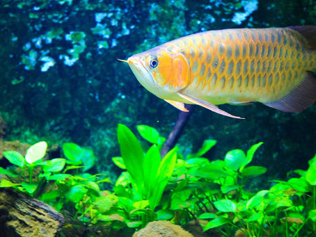 Arowana Fish ki Care kese Karein?