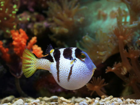 Puffer Fish Kya Khati Hai?