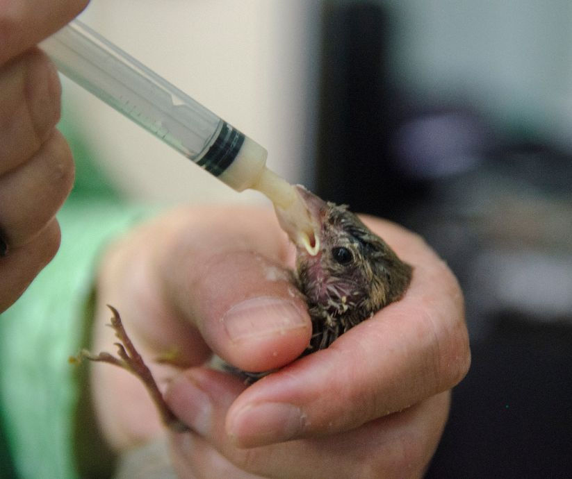 Caretaker hand-feeding a very small sparrow chick with insect paste