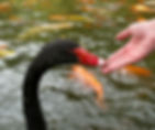 Black Swans