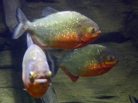 Piranha Fish Ko Kya Khilayein?