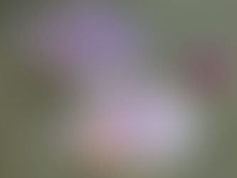 Silver Dollar Fish Diet: Dollar Fish ko Kya Khilayein?