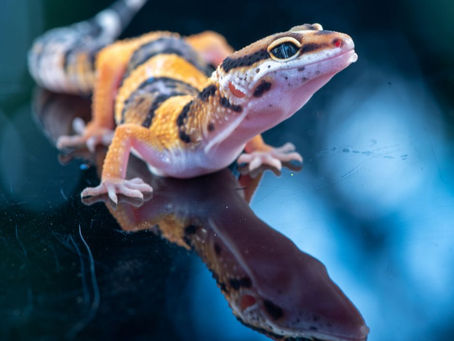 Gecko ke liye Perfect Natural aur Safe Habitat kaise Setup karein?